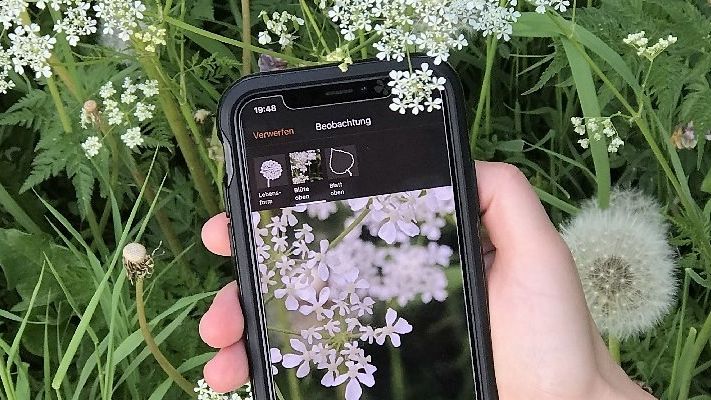 Einfache Pflanzenbestimmung per Smartphone. Bild: ©Patrick Mäder.