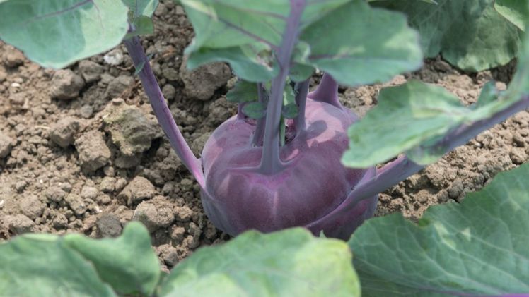 Der violette Kohlrabi Konstance F1. Bild: Bejo.