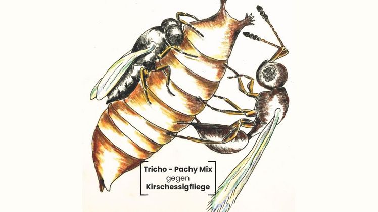 Tricho-Pachy-Mix Cover. Bild: Katz Biotech. Tricho-Pachy-Mix Cover. Bild: Katz Biotech.