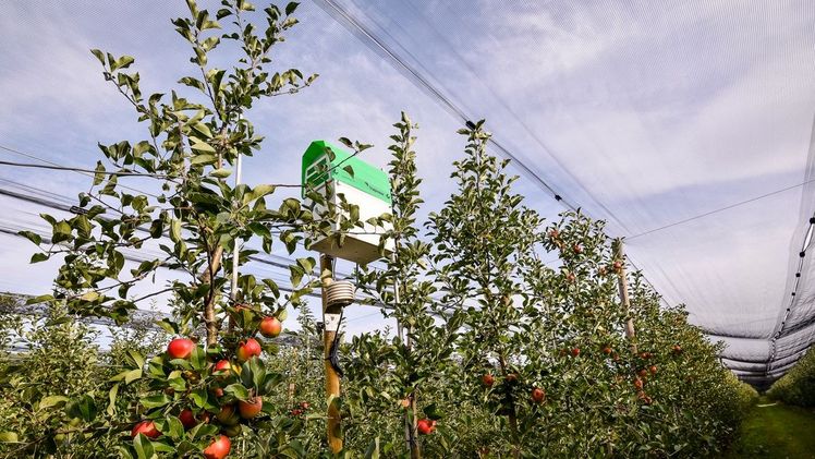 Die innovative Lösung, die Automation und künstliche Intelligenz vereint, ermöglicht eine präzise Überwachung des Schädlingsdrucks. Bild: Trapview Italia. 