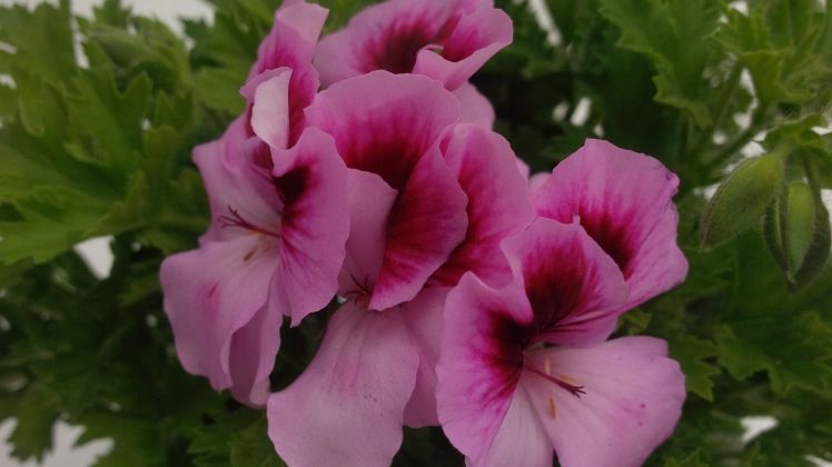 "Die Fortführung der angewandten Zierpflanzenbauforschung am Standort Erfurt ist eine sehr gute Nachricht für die Branche." Bild: GABOT.