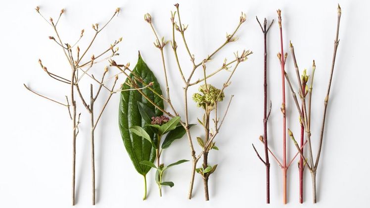 Gartenpflanzen des Monats Januar: Schlafende Schönheiten. Bild: Pflanzenfreude.de.