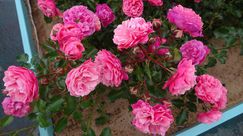 Viel bewundert wird auch die Rose der Rosenbaumschulen Kordes mit dem zu Norddeutschland passenden Namen 'Moin Moin'. Bild: IGA Berlin.