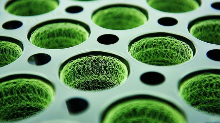 Der Growcoon ist ein Produkt der niederländischen Maan BioBased Products B.V. Die weltweiten Vertriebsrechte des Growcoons liegen bei der Klasmann-Deilmann-Gruppe. Bild: Klasmann Deilmann.