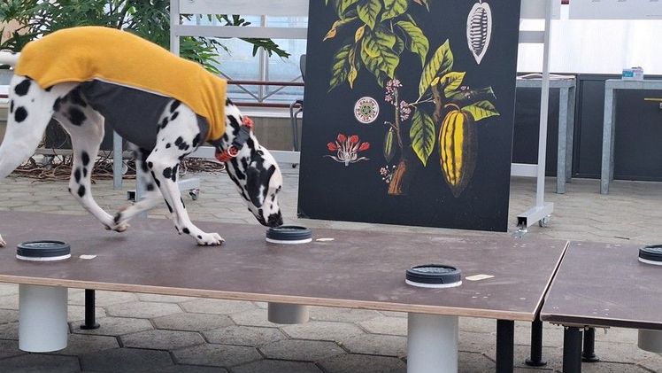 Ein Dalmatiner auf der Spur der Japankäferlarven. Bild: zVg.