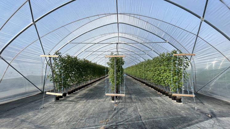 Die Gartenbau-Versicherung VVaG bietet umfänglichen Versicherungsschutz für Folientunnel und sichert diese jetzt auch gegen Technikgefahren ab. Foto: © Gartenbau-Versicherung 2026.