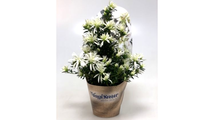 Hortinno® Magisnow ‘Winter Beauty‘®: Beste blühende Zimmerpflanze und Publikumsliebling der IPM Essen. Bild: Hortibreed NV.
