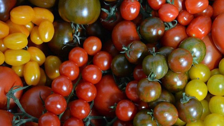 Bei der Sortenauswahl legen die rheinischen Tomatenerzeuger großen Wert auf den Geschmack der angebauten Sorten. Bild: Sabine Weis.