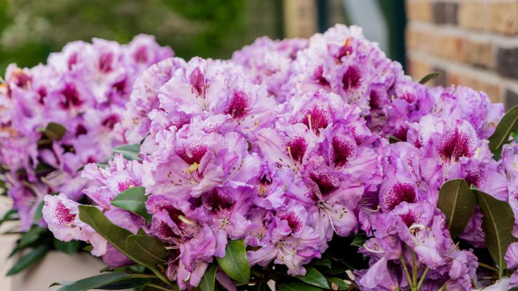 Üppige Blütenpracht - Easydendron®. Bild: Inkarho.