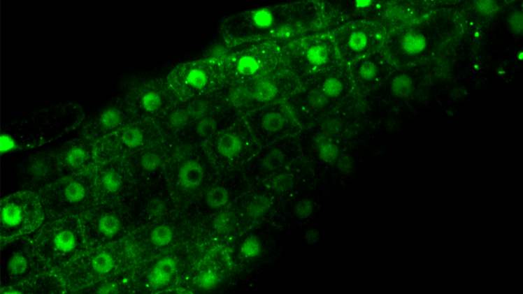 Konfokale Mikroskopie von Arabidopsis-Pflanzen, die NAC53 mit einem GFP exprimieren. Bild:© Suayb Üstün.