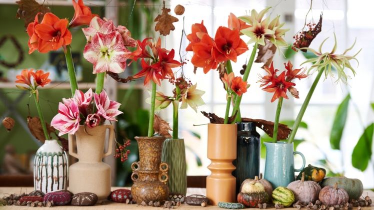 Die niederländischen Amarylliserzeuger setzen ihre Werbekampagne auf der Trade Fair in Aalsmeer fort. Bild: Amaryllisinfo.eu.