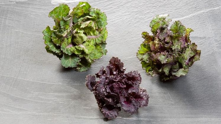 Kalettes ist eine Kreuzung aus Grünkohl und Rosenkohl. Bild: Tozer Seeds.