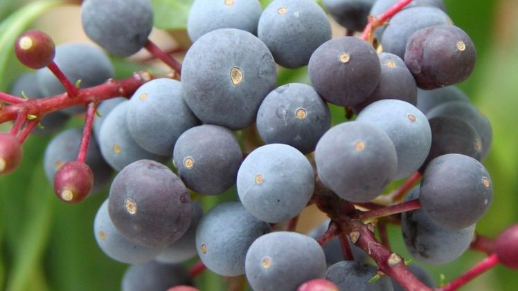 Leckere, essbare Beeren bei der Bio-essbaren Fuchsie. Bild: Blu-Blumen.