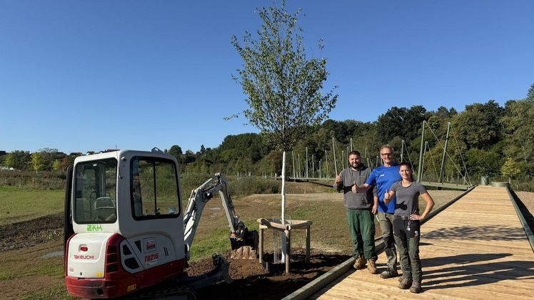 Das Team von Zäh Gartengestaltung hat im Auenpark eine wunderschöne Hainbuche gepflanzt. Bild: LGS.
