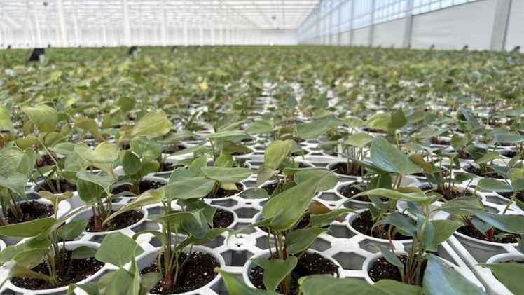 Das neue Gewächshaus von Amazone Plants. Bild: Pull Position.