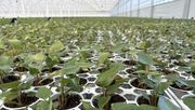 Das neue Gewächshaus von Amazone Plants. Bild: Pull Position.