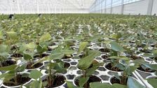 Das neue Gewächshaus von Amazone Plants. Bild: Pull Position.