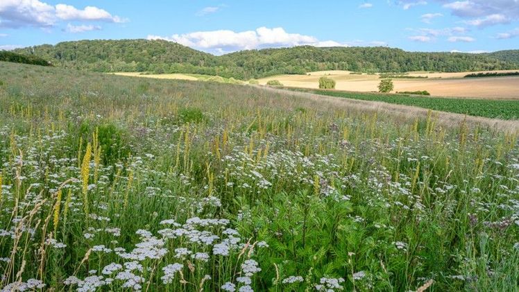 In dieser Landschaft im Landkreis Northeim konnten durch Koordination und Zusammenarbeit von mehreren Landwirtinnen und Landwirten mehr als 13 Hektar Blühflächen angelegt werden, um die Biodiversität zu för-dern. Bild: Arne Wenzel.