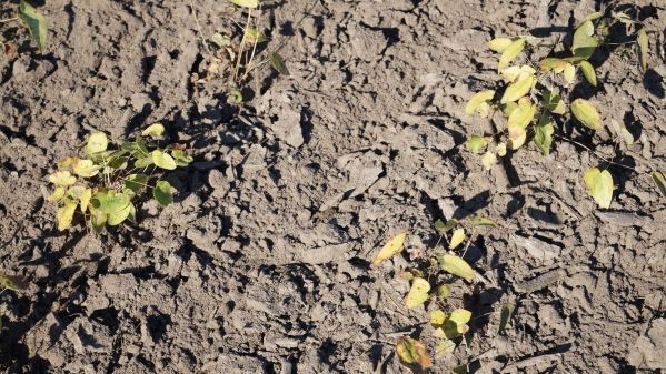117.100 ha Fläche wird in Sachsen-Anhalt ökologisch bewirtschaftet. Bild: GABOT.
