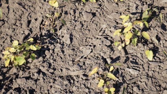 Nährstoffmanagement im Ökolandbau optimieren: Ideen gesucht! Bild: GABOT.