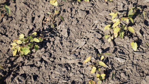 In Sachsen hat der Öko-Landbau auch in diesem Jahr einen deutlichen Zuwachs bekommen.