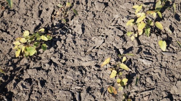 Ökolandbau in Baden-Württemberg wächst. Bild: GABOT.