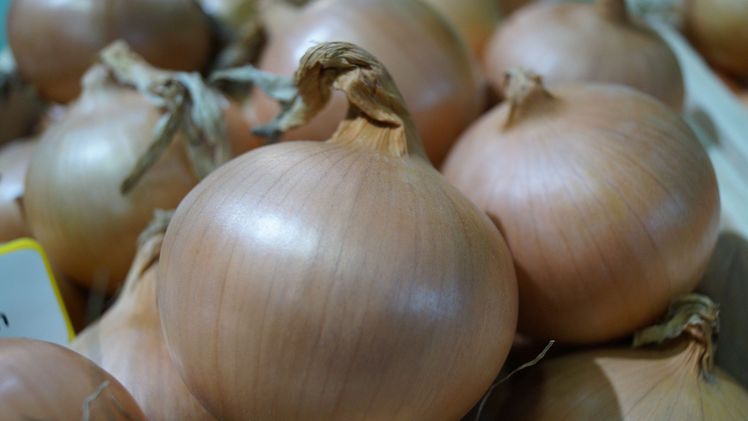 Beim BKE will man den Anbau und Absatz der Bio-Zwiebel weiter begleiten. Bild: GABOT.