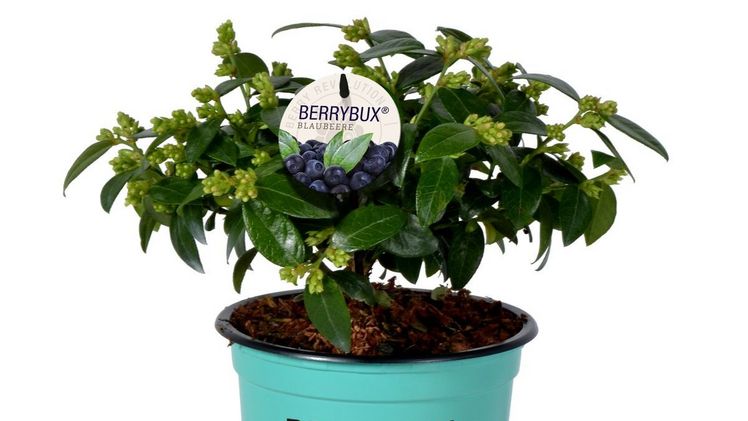 Vaccinium angustifolium P10,5 'Berrybux'®. Bild: Leybaert.
