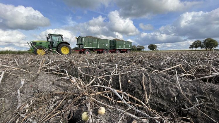 Auf über 140.000 Hektar prägt die Kartoffel das Landschaftsbild, sichert Einkommen und Wertschöpfung – doch in diesem Jahr ist der Stolz der Ackerbauern zur Belastung geworden. Bild: Landvolk.