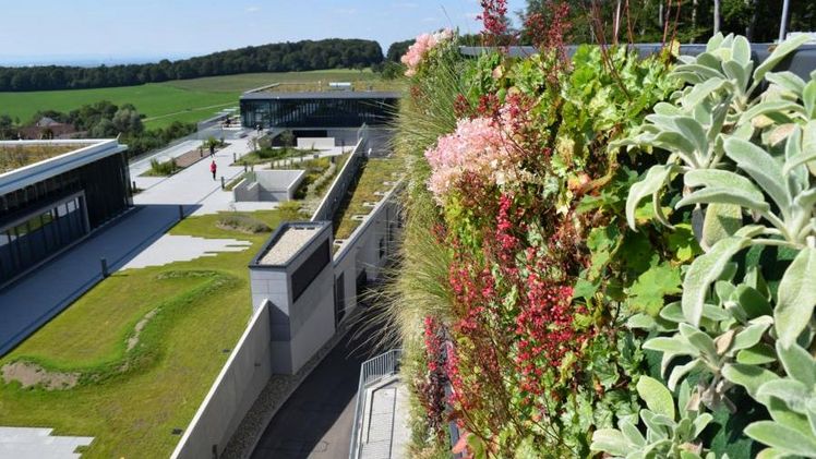 Termine stehen: verschiedene Fortbildungsseminare zur Dach- und Fassadenbegrünung. Bild: BuGG.
