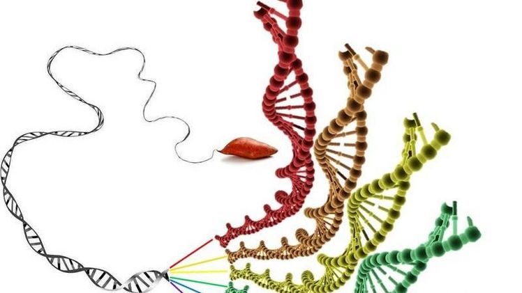 Die hexaploide Süßkartoffel hat einen sechsfachen Chromosomensatz. Bild: Jun Yang