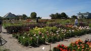 Der CNB Dahlien-Schau- und Pflückgarten / De Tulperij. Bild: GABOT.