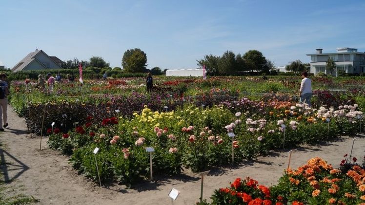 Der CNB Dahlien-Schau- und Pflückgarten / De Tulperij. Bild: GABOT.