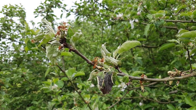 EU-Hilfen für Frostschäden bei Obst- und Weinbauern sind auf dem Weg. Bild: GABOT.