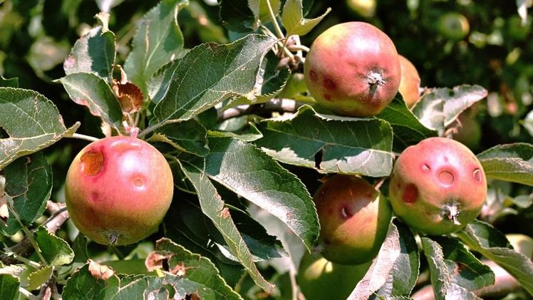 Viele Kulturen wurden schwer beschädigt oder ganz vernichtet. Bild: Schweizer Hagel.