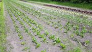 5. Bayerischer Azubitag zum Netzwerken im Ökogartenbau am 8. Oktober. Bild: GABOT.