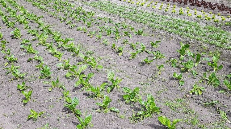 Massive Herausforderungen sehen die Gemüsebauberater auf die Betriebe zukommen. Bild: GABOT.