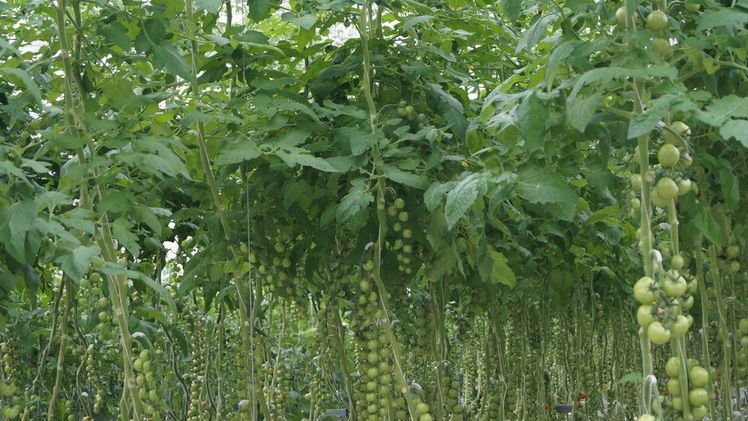 Nach Mitteilung des Thüringer Landesamtes für Statistik wurden im Jahr 2017 in den Thüringer Gewächshäusern insgesamt 11.300 t Gemüse geerntet. Bild: GABOT.