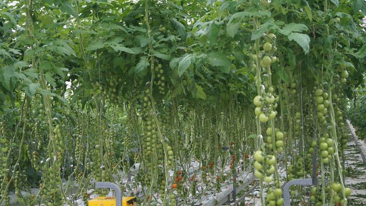 Innovative Entwicklungen könnten Gemüse-Produzenten die Zukunft erleichtern. Bild: GABOT.