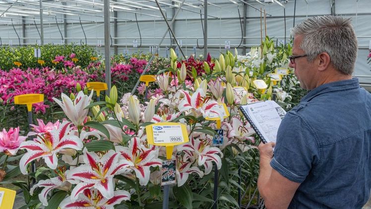 Abstimmen für die Lieblingssorten in der Lily League®. Bild: rolfvankoppenfotografie.