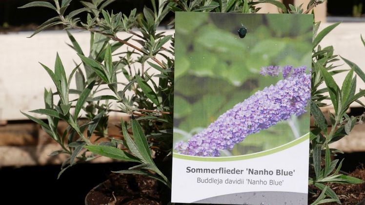 Die Baumschule zu Klampen bietet ihren Kunden den individuellen Etikettendruck an. Bild: zu Klampen.