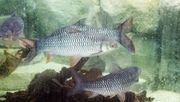 Pacus sind völlig harmlose Pflanzenfresser. Bild:  Jacob Schröter.