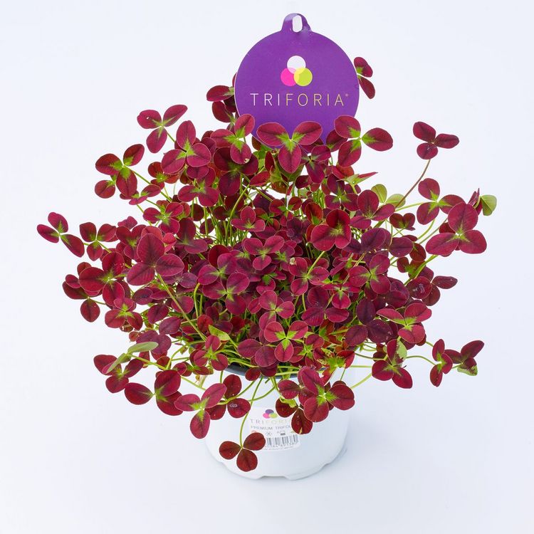 TRIFORIA®. Bild: Hils.