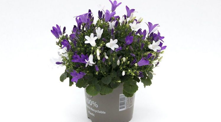 Royal Multi ist ein Mix aus den klassischen Campanula-Sorten 'Royal Blue' und  'Royal White'. Bild: Tvillingegaarden.
