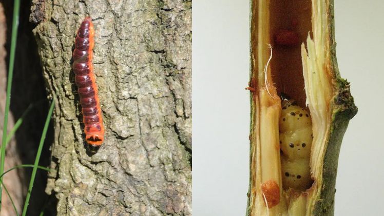 Links: Die Weidenbohrer Raupe. Bild: Carl Hesebeck. Rechts: Die Raupe des Blausiebs ist kleiner als der Weidenbohrer, erreicht aber auch eine stattliche Größe. Bild: Dr. Thomas Brand.