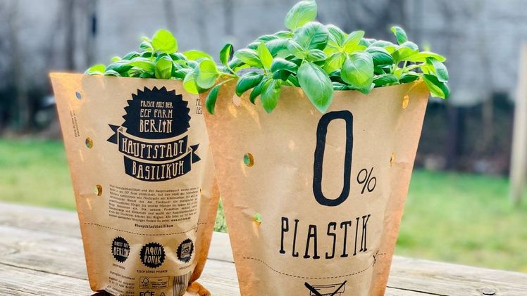 Hauptstadtbasilikum bei REWE. Bild: REWE.