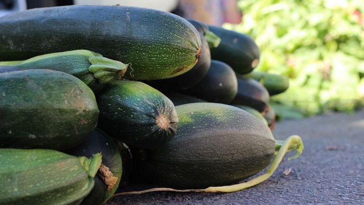 Der kleine Kürbis ist leicht und sehr kalorienarm und dank des milden, nussigen Geschmacks passt die Zucchetti zu den verschiedensten Gerichten. Bild: pd. Der kleine Kürbis ist leicht und sehr kalorienarm und dank des milden, nussigen Geschmacks passt die Zucchetti zu den verschiedensten Gerichten. Bild: pd.