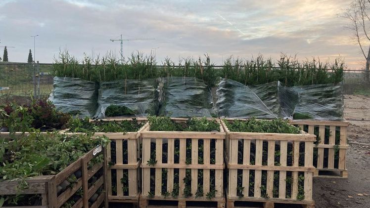 Fast 10.000 Sträucher wurden am Freitagvormittag aus Baumschulen in Südholland, Brabant und Limburg geliefert. Bild: Floriade.