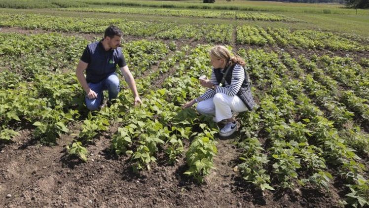 Andreas Kaspar und Andrea Winterling von der LfL begutachten verschiedene Trockenbohnensorten. Bild: Birgit Gleixner, LfL.