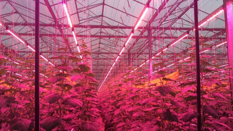 Vergangene Woche wurde in der Gärtnerei Verhoeven im Gewächshaus die LED-Belichtung in Betrieb genommen. 